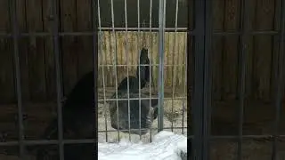 Барни в 