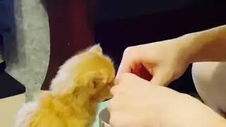 ❤️Little kitten ☺️drinks milk for the first time Маленький котенок в первый раз пьет молоко#Shorts