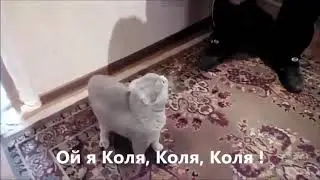 галя +коля