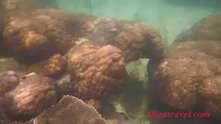 Самет подводный мир