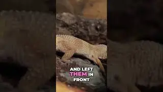 Should We Ditch Feeding Bowls For Our Reptiles?