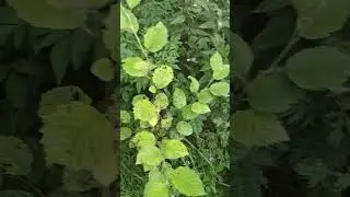 в лесу поселился негодяй