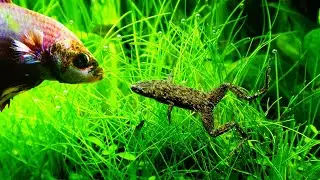 Congo Dwarf Clawed Frog | Best for community aquarium