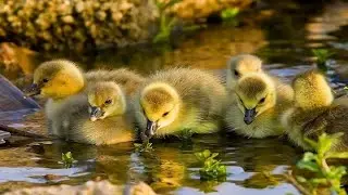 Fun Ducklings Eating And Bathing Very Cute, Enjoy Always Makes You Happy