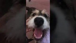 Rosie