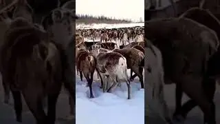 Reindeer herders of siberia.