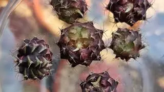 Gymnocalycium Peach Babies Air rooted in 5 days