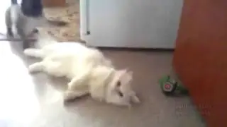 Кот напугал кота