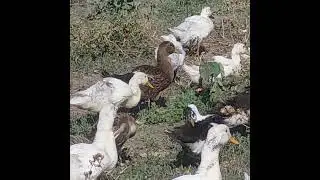 Случайные кадры