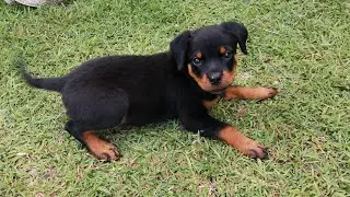 Meet Roxy (Rottweiler) 9 weeks old