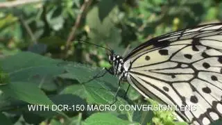 RAYNOX DCR-150 & DCR250 High Quality Macro conversion lens