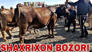 АНДИЖОН ШАХРИХОН ХОЛДИВОНБЕК ЧОЖА ЧОРВА МОЛ БОЗОРИ БОГОЗ СИГИРЛАР НАРХЛАРИ