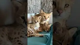 Serval or Savannah? 