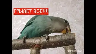 Попугай грызет ВСЕ что попадается ему в КЛЮВ!