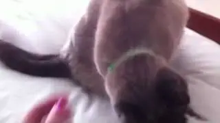 Cat Found Scratch Spot
