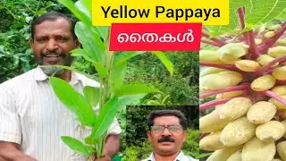 Exotic Fruit-Thottungal Farm-9846769044