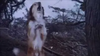 The Pack (1977) - Trailer