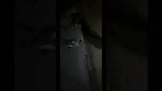 dog love #petlover #dogfunnyvideos  #shorts #viralvideo