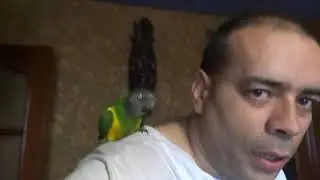 MI mascota(un loro seganeles).