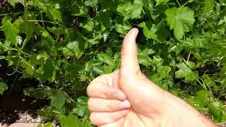 Thumbs UP!!   - Crazy Thumb -Thumb signal - thumbs-up