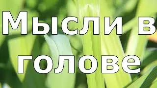 Мысли в голове
