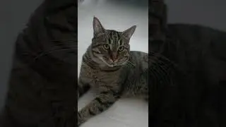 Можно экономить на кошке #shorts #кот #юмор #фомина