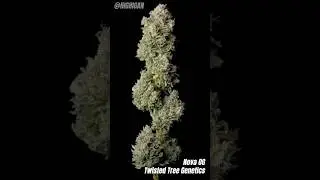 Nova OG 🌳 Twisted Tree Genetics 💨
