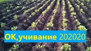 дисками и ушастыми!просроченное окучивание 202020