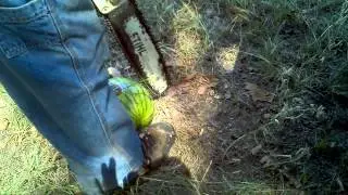 cutting a watermelon with a chainsaw