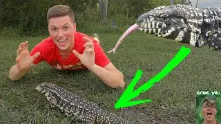 The Argentine Black and White Tegu! (Animal Breakdown!)