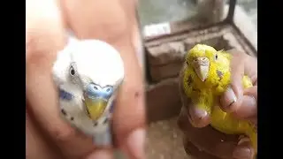 How To Identify If Your Budgie Is Male or Female | BUDGIES HUT