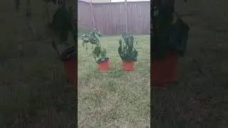 Timelapse: plant needs water