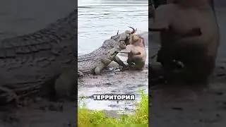 A hippopotamus saves an antelope from a crocodile. 😱🐊🦛 