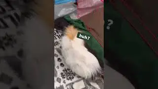 Guinea Pigs Cappuchino and Oreo 