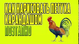 Как рисовать петуха карандашом поэтапно. Как рисовать животных для новичков