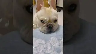 #funnydogvideo #funnydogvideos #funnydogsvideos #funnydogs #funnypuppy #funnypuppyvideo #funnyvideo