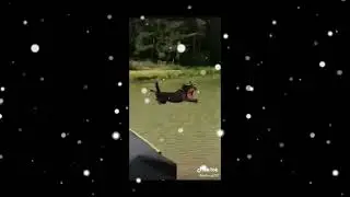💗💗 funny pet Lifestyle | pet care🤣🤣