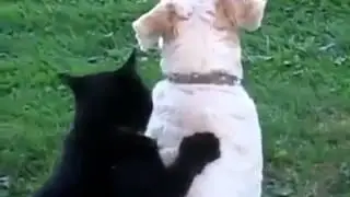 Кот з собакой ровно любовь