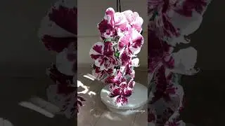 2 мои орхидеи биглипы 