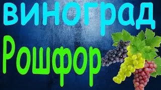 Виноград Рошфор