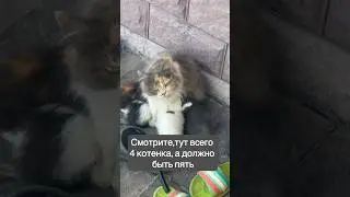 Спасаем котенка в тгк darindvor2