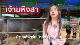 เจ้ามหิงสา ✅  สายต่างสุดหล่อ จาก น้านงค์ฟาร์มควายงาม(น้านงค์ เชิญยิ้ม)  ร้อยเอ็ด