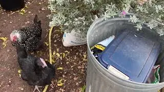 How to Give Your Chickens More Protein - Five Minute Chicken Tips!