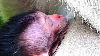 Very Very Hungry , Baby Monkey Hug Mom Drink Milk Very Fast