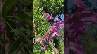 Щоб не було, а жити треба, навіть коли вбивають #клематис #троянди_україни #життяпідчасвійни