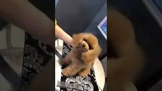 Cute #shorts #shave #dog