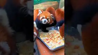 #animals #fyp #cute #redpanda  your lovely babe is running towards you！