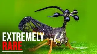 10 Most Rare Insects In The World