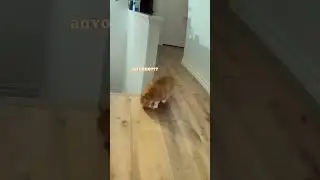 Can he be more orange?#catcam #catmom #talkingcat #catmeow #meowing #catlife #catplaying #catvideos