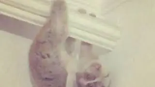 Моська дукх семо еш😹❤️